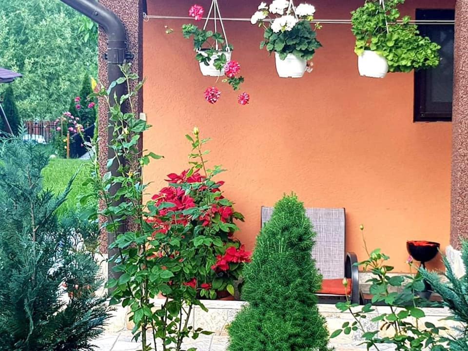 Casa Alex Hotell Sărata-Monteoru Eksteriør bilde